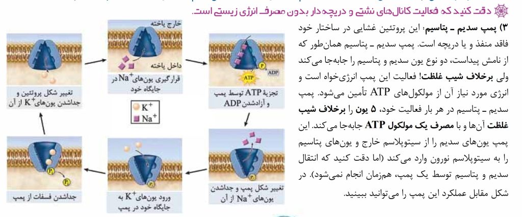 عنکبوت